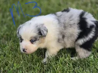 Blue Merle 3, a male Australian Shepherd for sale in Portland, IN – 5 of 6