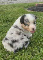 Blue male 1, a male Australian Shepherd for sale in Portland, IN – 2 of 5