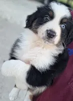 Reese, a female Australian Shepherd for sale in Portland, IN – 3 of 3
