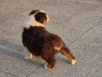 Reese, a female Australian Shepherd for sale in Portland, IN – Photo 7 of 8