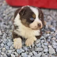 Reese, a female Australian Shepherd for sale in Portland, IN – Photo 8 of 8