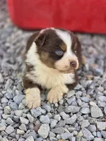 Reese, a female Australian Shepherd for sale in Portland, IN – Photo 3 of 5