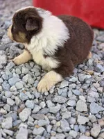 Reese, a female Australian Shepherd for sale in Portland, IN – Photo 4 of 5