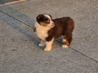 Reese, a female Australian Shepherd for sale in Portland, IN – Photo 5 of 8
