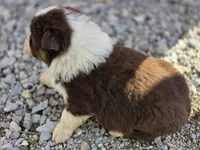 Reese, a female Australian Shepherd for sale in Portland, IN – Photo 5 of 5