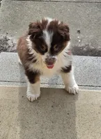 Reese, a female Australian Shepherd for sale in Portland, IN – Photo 4 of 8