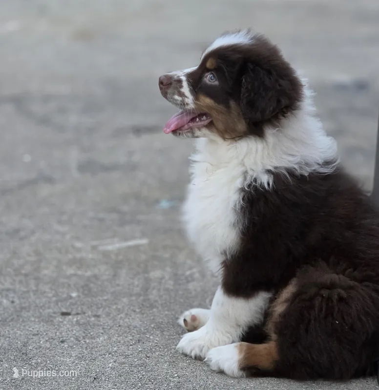 Reese – Australian Shepherd puppy for sale in Portland, IN