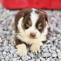 Reese, a female Australian Shepherd for sale in Portland, IN – Photo 1 of 5