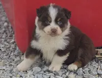Reese, a female Australian Shepherd for sale in Portland, IN – Photo 6 of 8