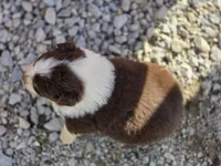 Reese, a female Australian Shepherd for sale in Portland, IN – Photo 2 of 5