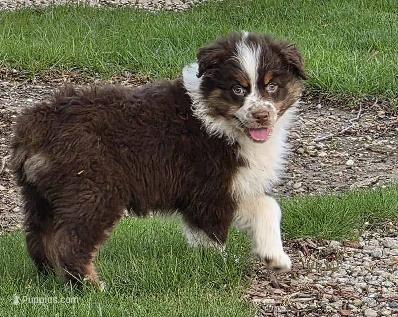 Reese – Australian Shepherd puppy for sale in Portland, IN