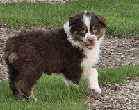 Reese, a female Australian Shepherd for sale in Portland, IN – Photo 2 of 8