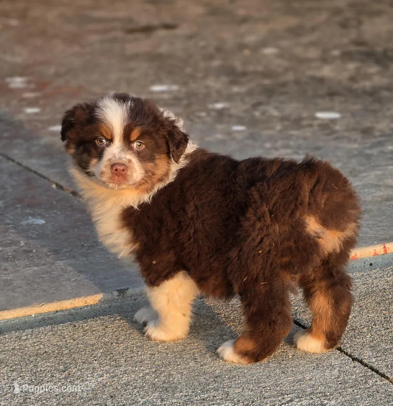 Reese – Australian Shepherd puppy for sale in Portland, IN