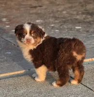 Reese, a female Australian Shepherd for sale in Portland, IN – Photo 3 of 8