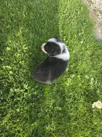 Black female 2, a female Australian Shepherd for sale in Portland, IN – 6 of 10