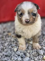 Bella, a female Australian Shepherd for sale in Portland, IN – Photo 5 of 5