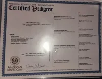 Siri, a female Rottweiler for sale in Portland, IN – Photo 3 of 3