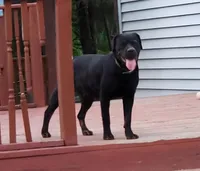 Siri, a female Rottweiler for sale in Portland, IN – Photo 2 of 3