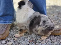 Bella, a female Australian Shepherd for sale in Portland, IN – Photo 4 of 5