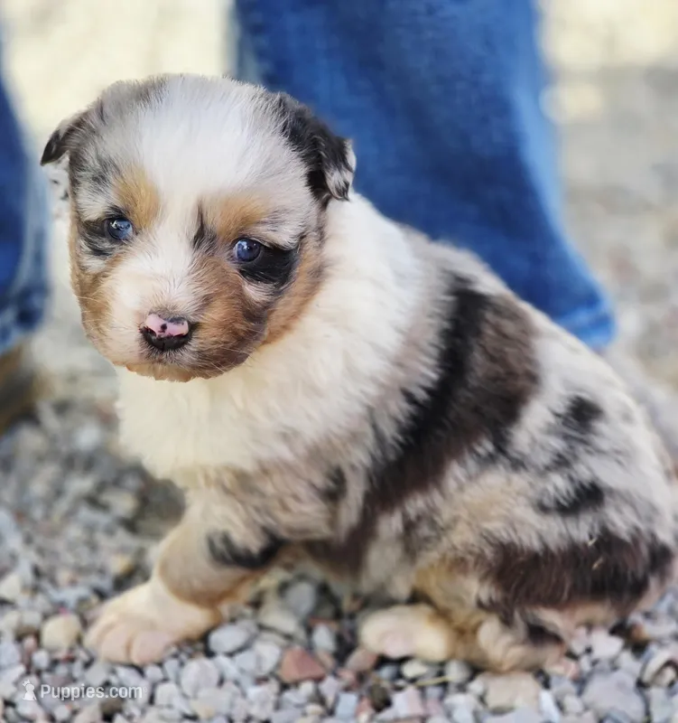 Bella, a female Australian Shepherd for sale in Portland, IN – Photo 1 of 5