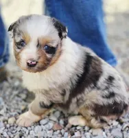 Bella, a female Australian Shepherd for sale in Portland, IN – Photo 1 of 5