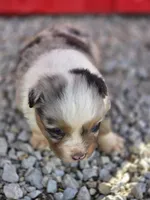 Bella, a female Australian Shepherd for sale in Portland, IN – Photo 2 of 5