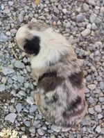 Bella, a female Australian Shepherd for sale in Portland, IN – Photo 3 of 5