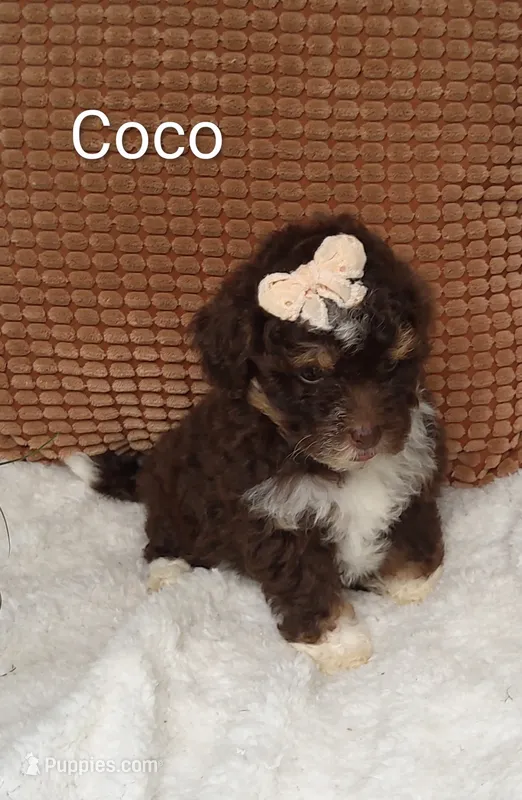 Coco  – Miniature Bernedoodle puppy for sale in Millersburg, IN