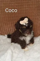 Coco , a female Miniature Bernedoodle for sale in Millersburg, IN – 2 of 8
