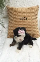 Lucy 💓 💕💞💕💓, a female Miniature Bernedoodle for sale in Millersburg, IN – 4 of 7