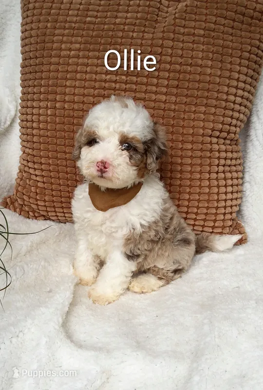 Ollie – Miniature Bernedoodle puppy for sale in Millersburg, IN