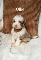 Ollie, a male Miniature Bernedoodle for sale in Millersburg, IN – 1 of 5