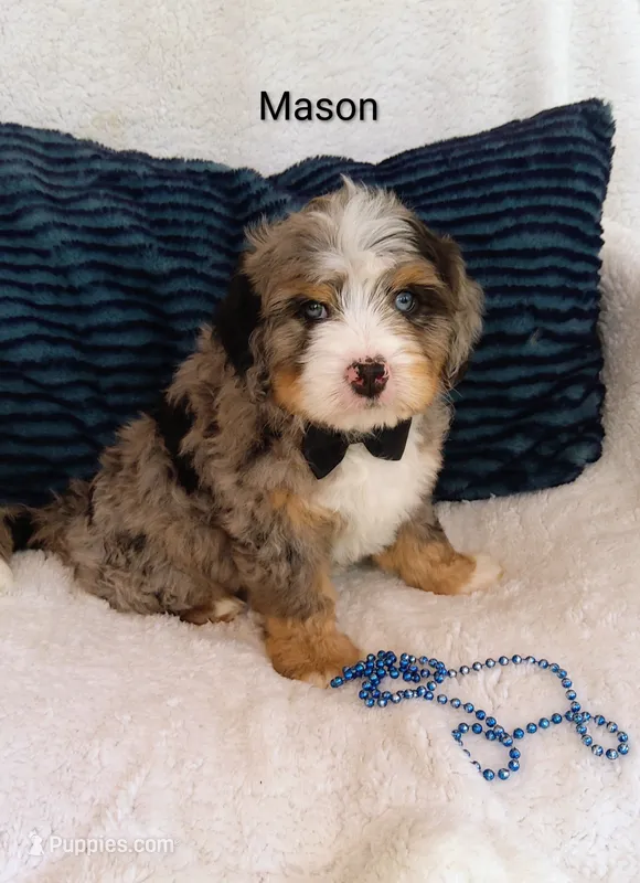 Mason  – Miniature Bernedoodle puppy for sale in Millersburg, IN
