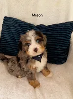 Mason , a male Miniature Bernedoodle for sale in Millersburg, IN – 2 of 10
