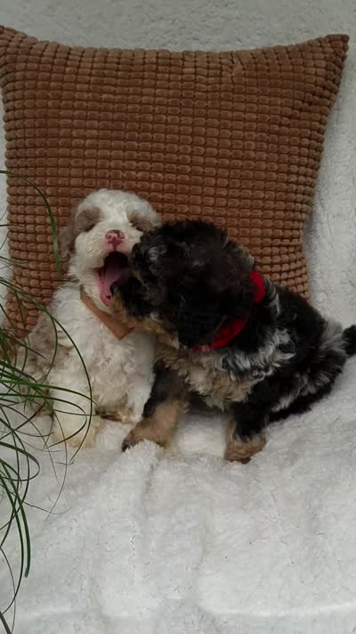 Bo. 💙💙💙💙💙, a male Miniature Bernedoodle for sale in Millersburg, IN – 10 of 10