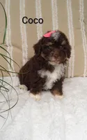 Coco , a female Miniature Bernedoodle for sale in Millersburg, IN – 6 of 8