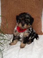 Bo, a male Miniature Bernedoodle for sale in Millersburg, IN – 2 of 7
