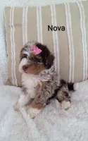 Nova , a female Miniature Bernedoodle for sale in Millersburg, IN – 5 of 6