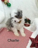 Charlie  Blue eye, a male Miniature Bernedoodle for sale in Millersburg, IN – Photo 8 of 9