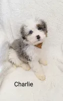 Charlie  Blue eye, a male Miniature Bernedoodle for sale in Millersburg, IN – Photo 2 of 9
