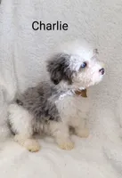Charlie  Blue eye, a male Miniature Bernedoodle for sale in Millersburg, IN – Photo 5 of 9
