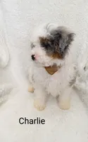Charlie  Blue eye, a male Miniature Bernedoodle for sale in Millersburg, IN – Photo 9 of 9