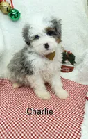 Charlie  Blue eye, a male Miniature Bernedoodle for sale in Millersburg, IN – Photo 6 of 9