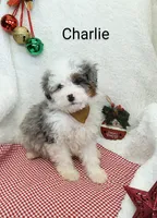 Charlie  Blue eye, a male Miniature Bernedoodle for sale in Millersburg, IN – Photo 4 of 9