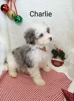 Charlie  Blue eye, a male Miniature Bernedoodle for sale in Millersburg, IN – Photo 1 of 9