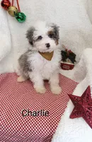 Charlie  Blue eye, a male Miniature Bernedoodle for sale in Millersburg, IN – Photo 3 of 9