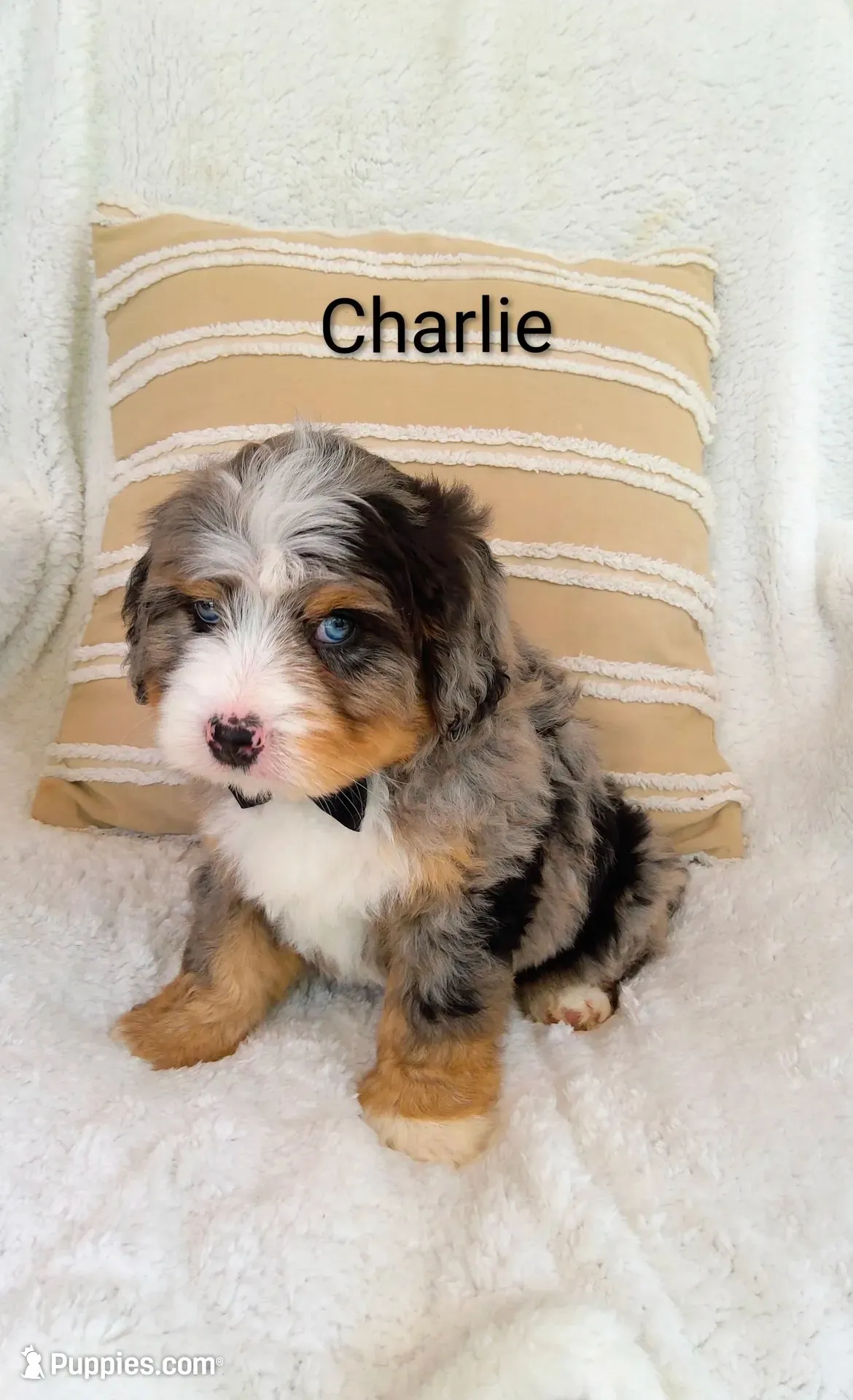 Charlie , a male Miniature Bernedoodle for sale in Millersburg, IN – 2 of 10