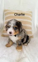 Charlie , a male Miniature Bernedoodle for sale in Millersburg, IN – 5 of 10