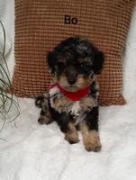 Bo, a male Miniature Bernedoodle for sale in Millersburg, IN – 5 of 7