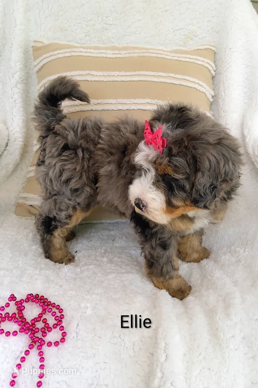 Ellie  – Miniature Bernedoodle puppy for sale in Millersburg, IN